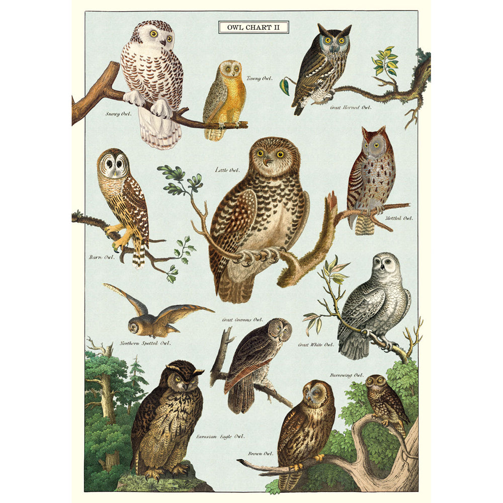 3PK Cavallini Paper Poster Prints/Gift Wrap 50x70cm - Owl Chart
