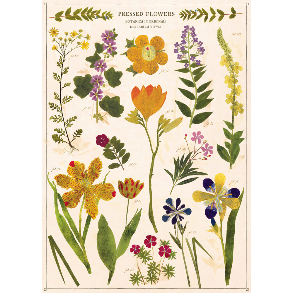 3PK Cavallini Paper Poster Prints/Gift Wrap 50x70cm - Pressed Flowers