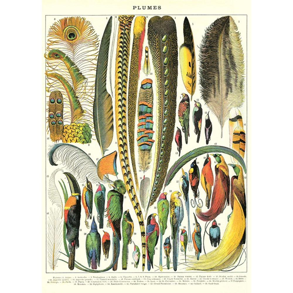 3PK Cavallini Paper Poster Prints/Gift Wrap 50x70cm - Plumes
