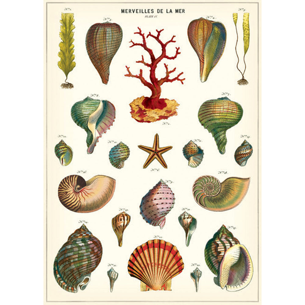 6PK Cavallini Paper Poster Prints/Gift Wrap 50x70cm - Shells De La Mer