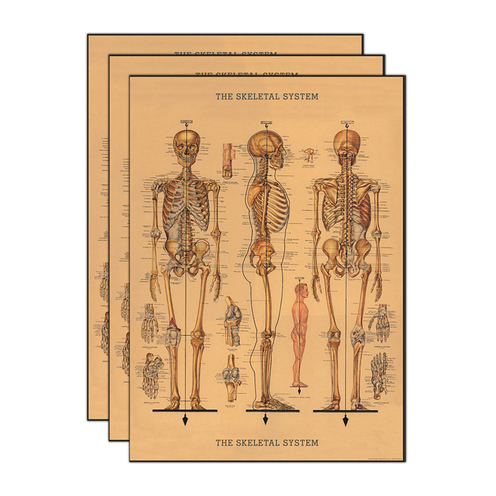 3PK Cavallini Paper Poster Prints/Gift Wrap 50x70cm - Skeleton