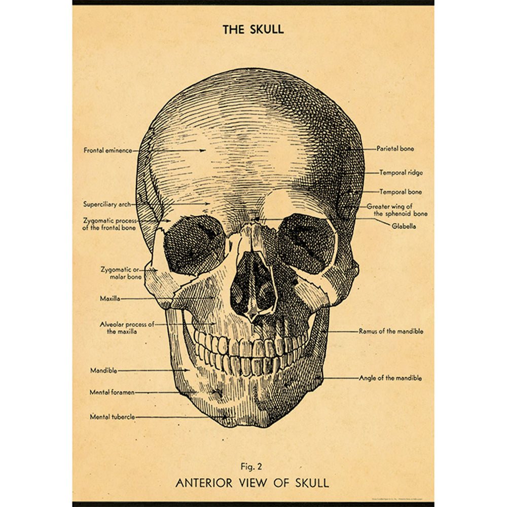 3PK Cavallini Paper Poster Prints/Gift Wrap 50x70cm - The Skull