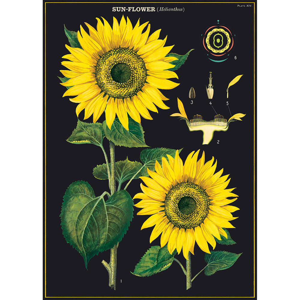 6PK Cavallini Paper Poster Prints/Gift Wrap 50x70cm - Sunflower