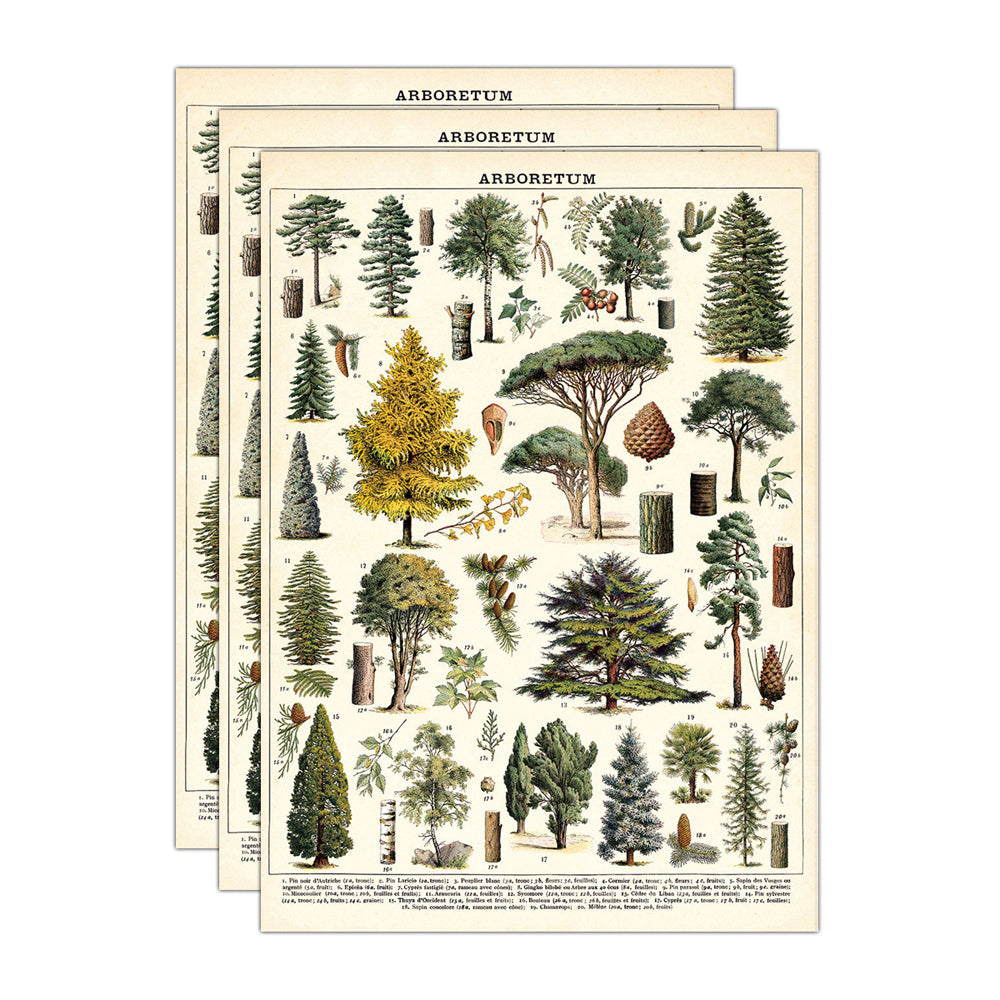 3PK Cavallini Paper Poster Prints/Gift Wrap 50x70cm - Arboretum