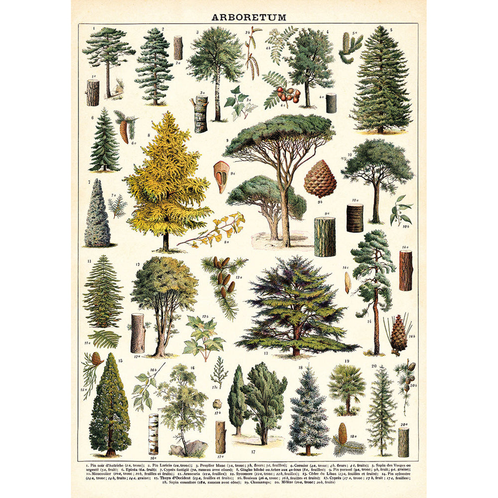 3PK Cavallini Paper Poster Prints/Gift Wrap 50x70cm - Arboretum