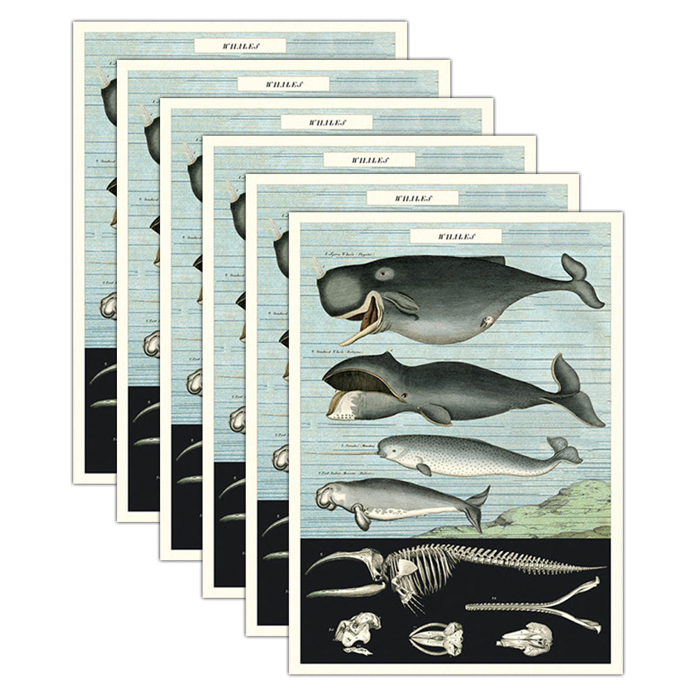 6PK Cavallini Paper Poster Prints/Gift Wrap 50x70cm - Whale Chart