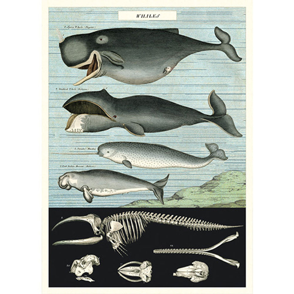 6PK Cavallini Paper Poster Prints/Gift Wrap 50x70cm - Whale Chart