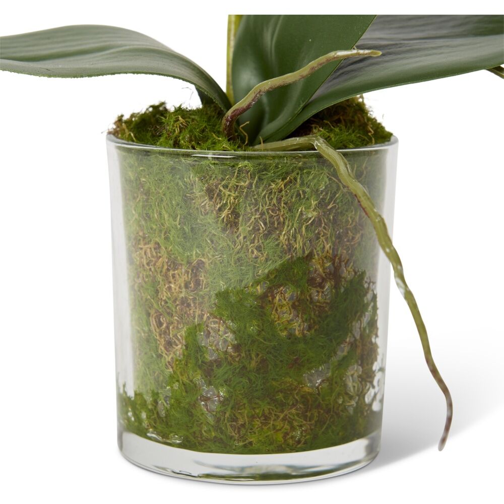 E Style Phalaenopsis Mini Green Orchid Artificial Flower Glass Vessel 17x10x30cm