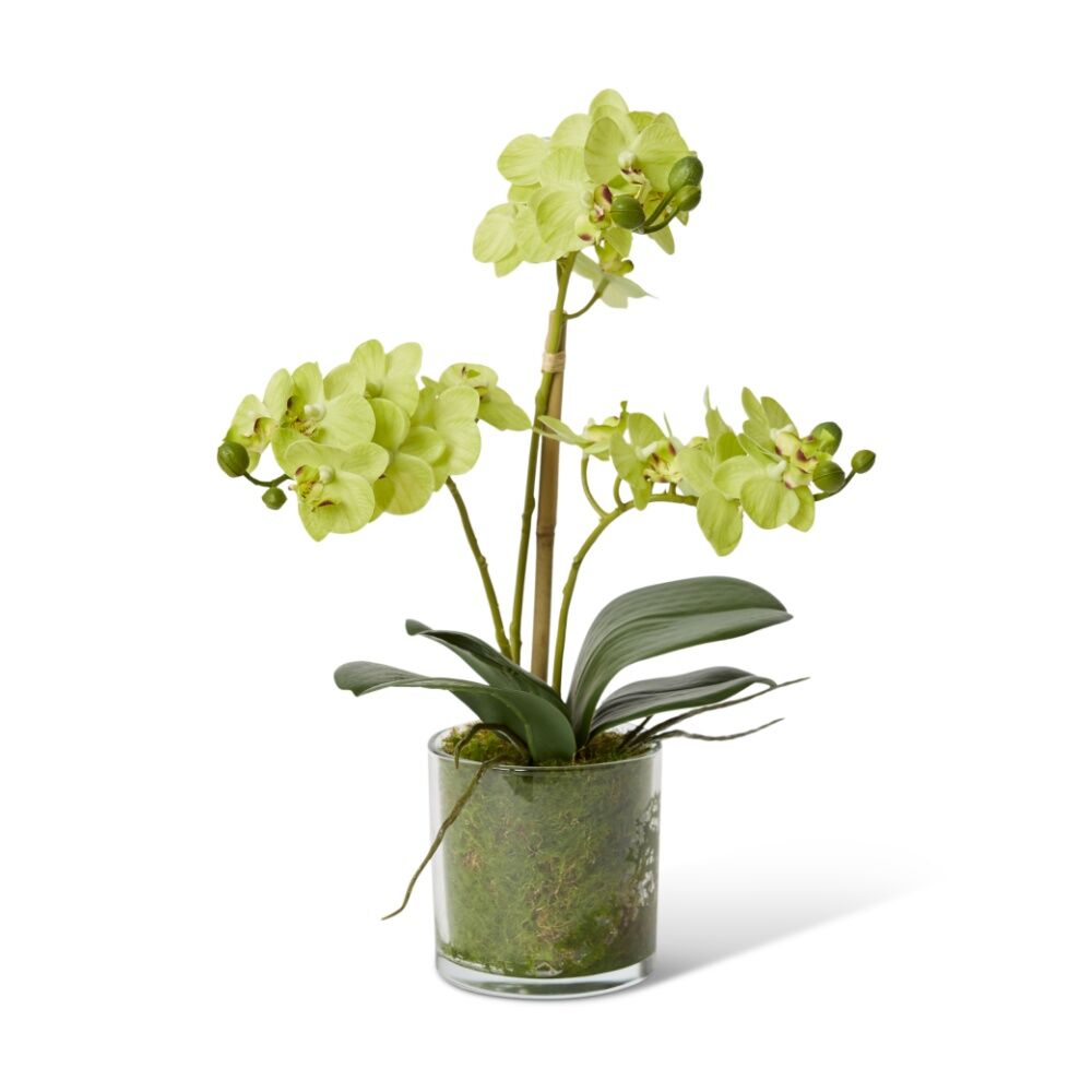 E Style Phalaenopsis Mini Green Orchid Artificial Flower Glass Vessel 21x16x40cm