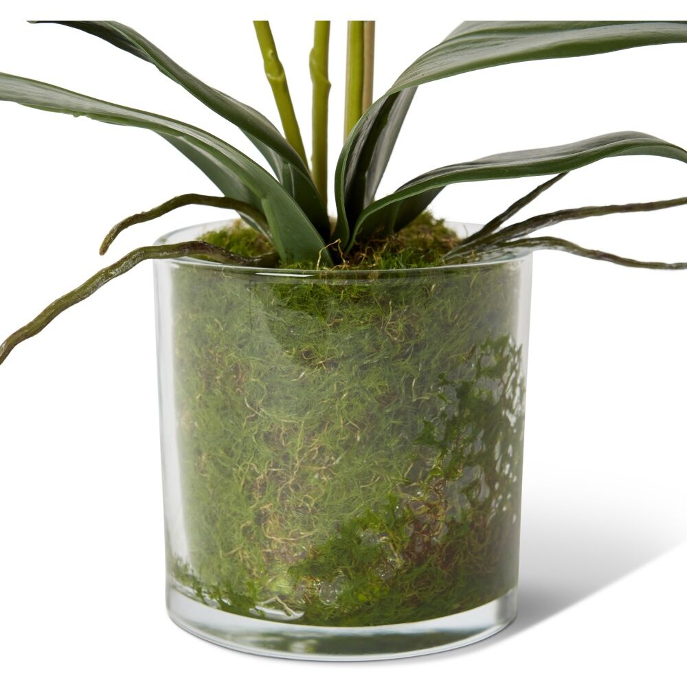 E Style Phalaenopsis Mini Green Orchid Artificial Flower Glass Vessel 21x16x40cm