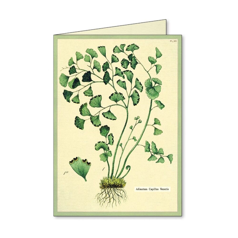 8pc Cavallini Boxed Notecards Fern Botanical Designs Cards Envelopes