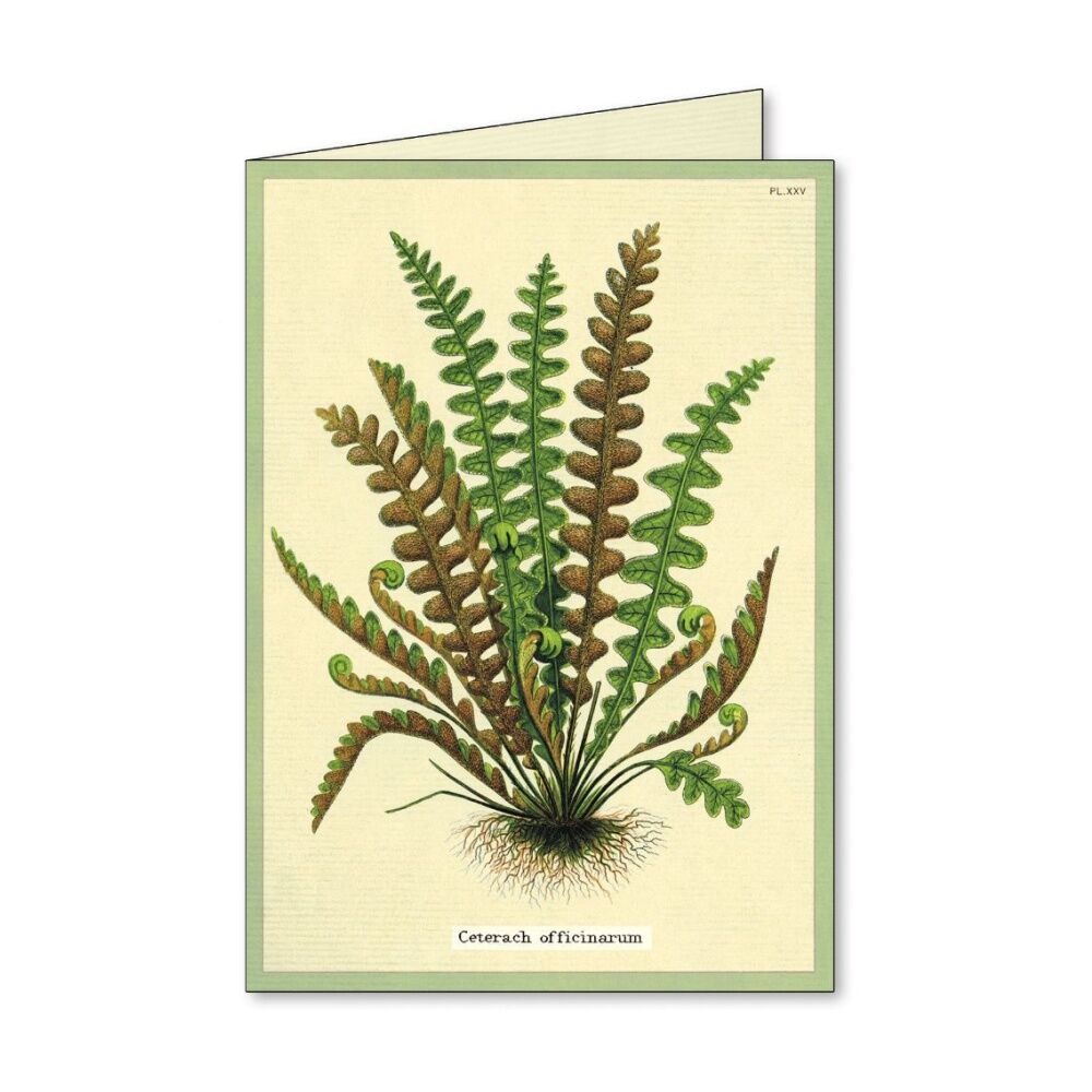 8pc Cavallini Boxed Notecards Fern Botanical Designs Cards Envelopes