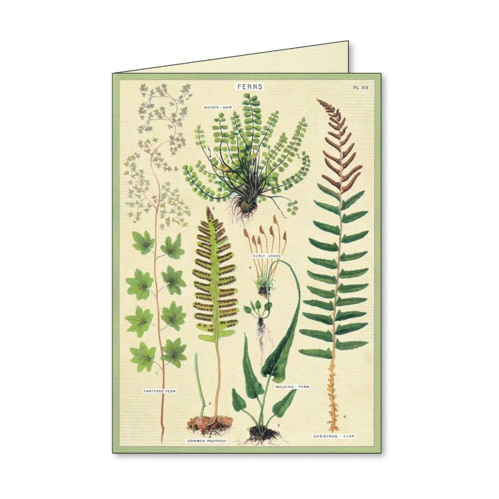 8pc Cavallini Boxed Notecards Fern Botanical Designs Cards Envelopes