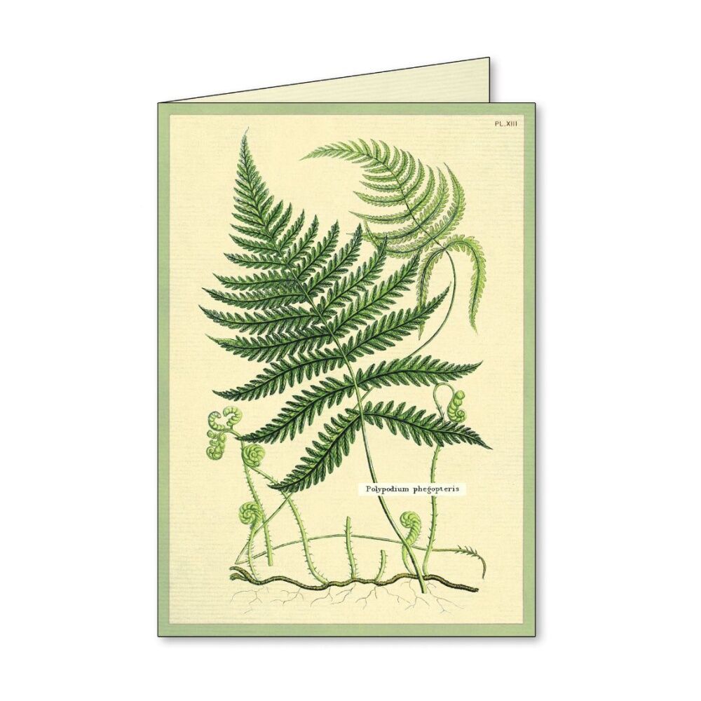 8pc Cavallini Boxed Notecards Fern Botanical Designs Cards Envelopes