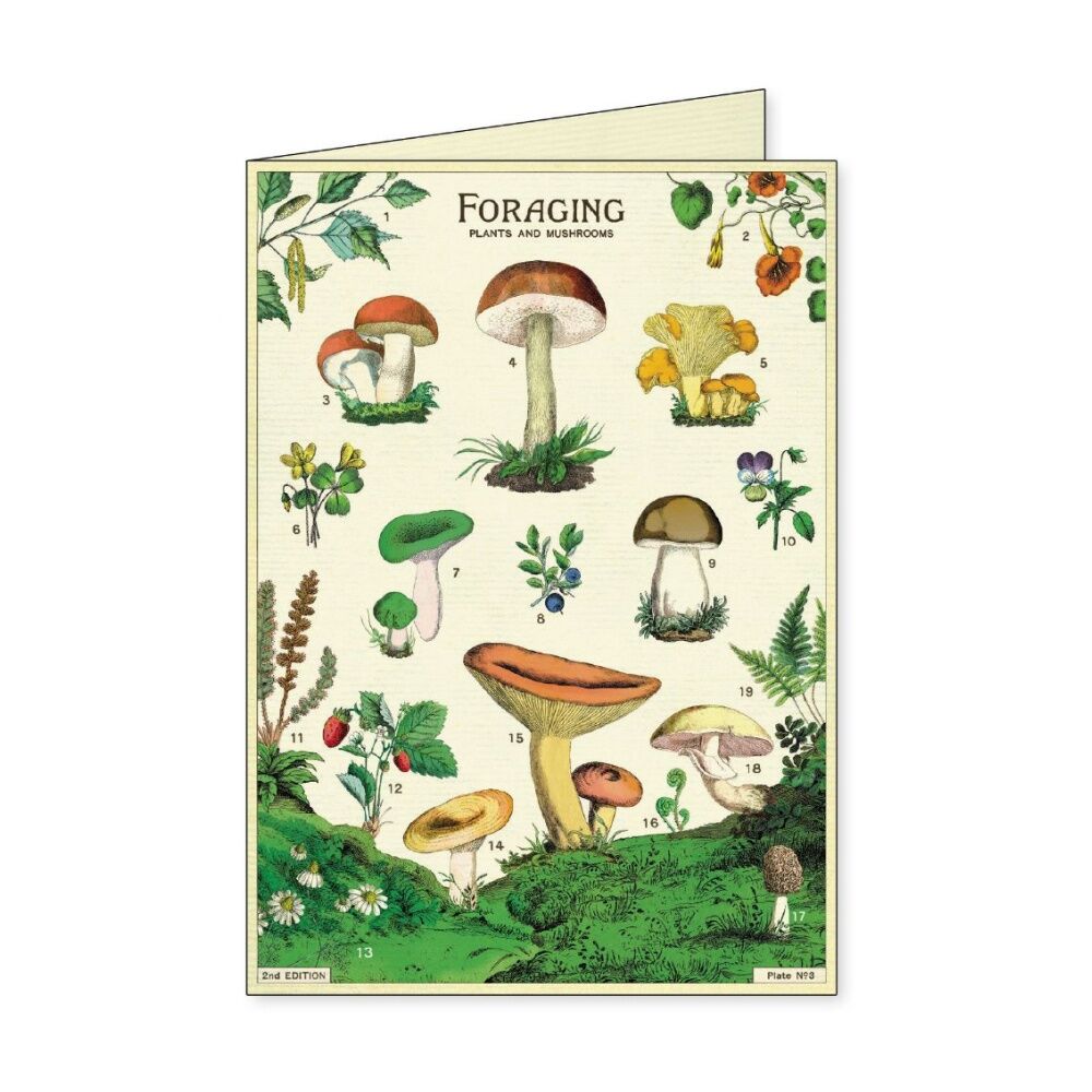 8pc Cavallini Boxed Notecards Foraging Nature Folded Cards Set Assorted