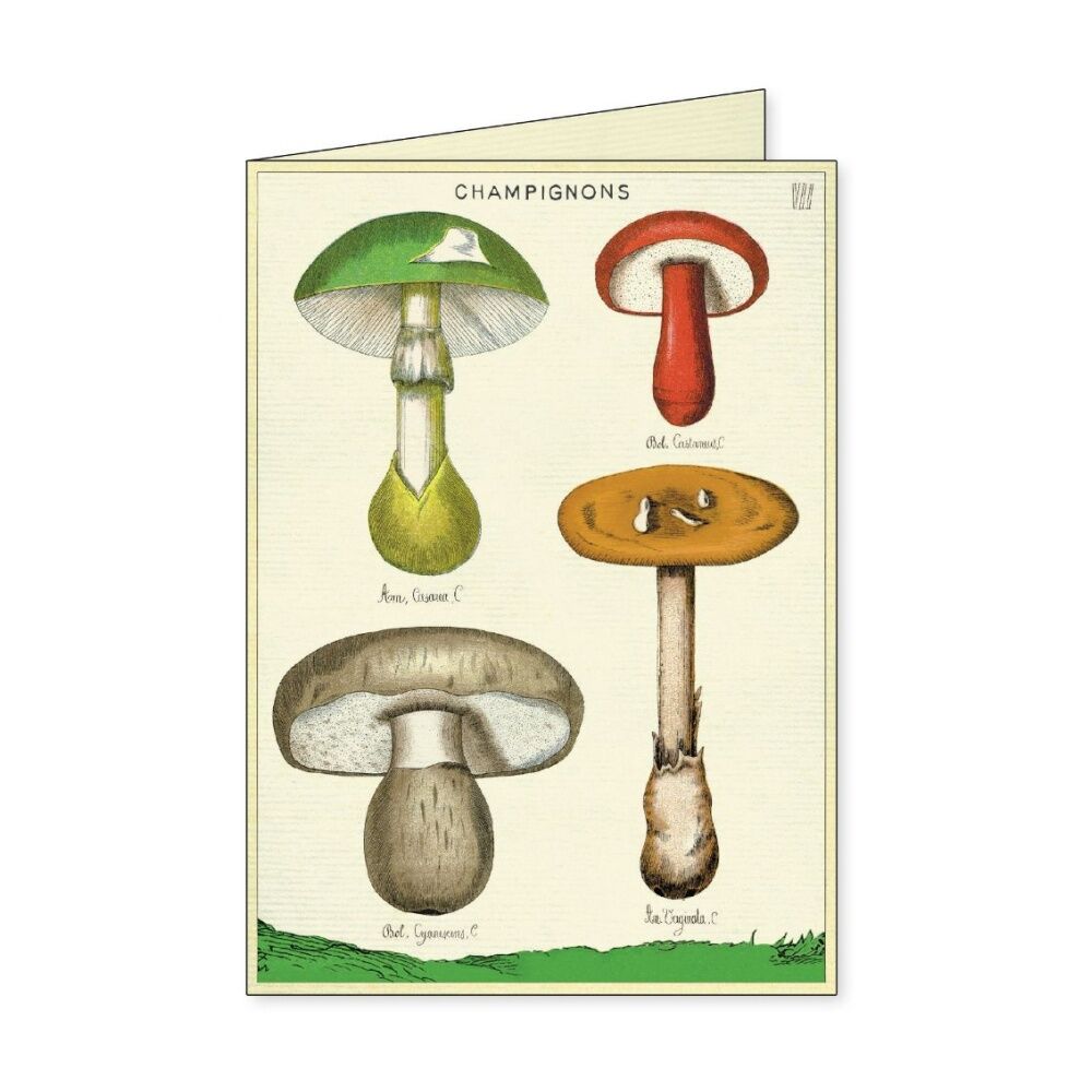 8pc Cavallini Boxed Notecards Foraging Nature Folded Cards Set Assorted