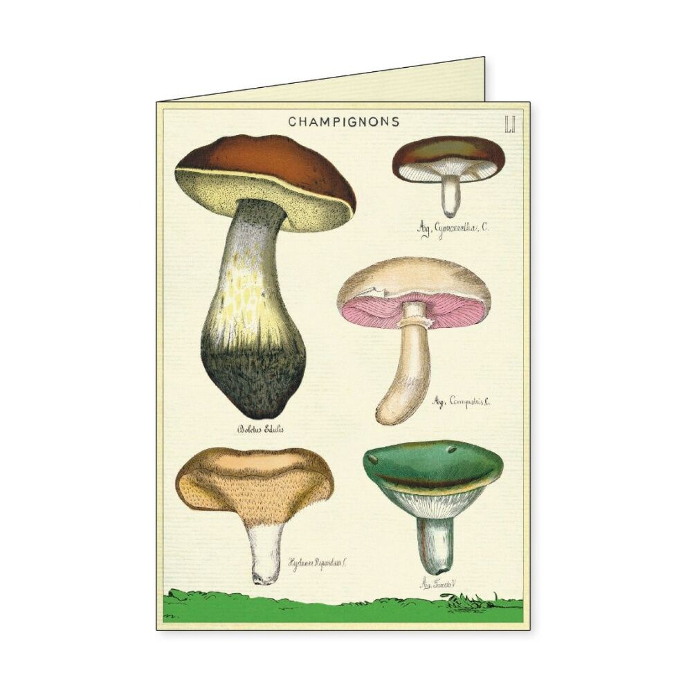 8pc Cavallini Boxed Notecards Foraging Nature Folded Cards Set Assorted