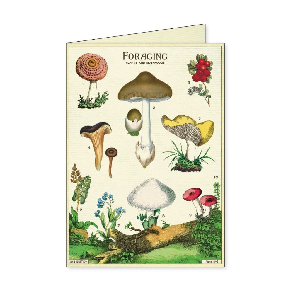 8pc Cavallini Boxed Notecards Foraging Nature Folded Cards Set Assorted