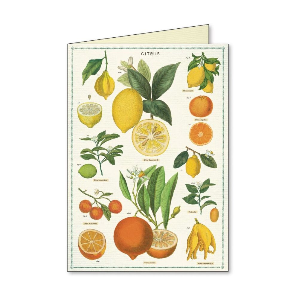 8pc Cavallini Boxed Notecards Jardin Envelopes Garden Theme Assorted
