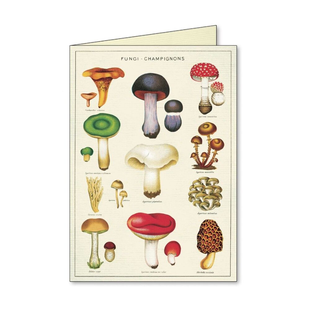8pc Cavallini Boxed Notecards Jardin Envelopes Garden Theme Assorted