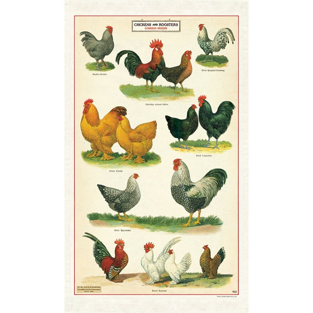 Cavallini Tea Towel Chickens Cotton Vintage Poultry Artwork 48x80cm