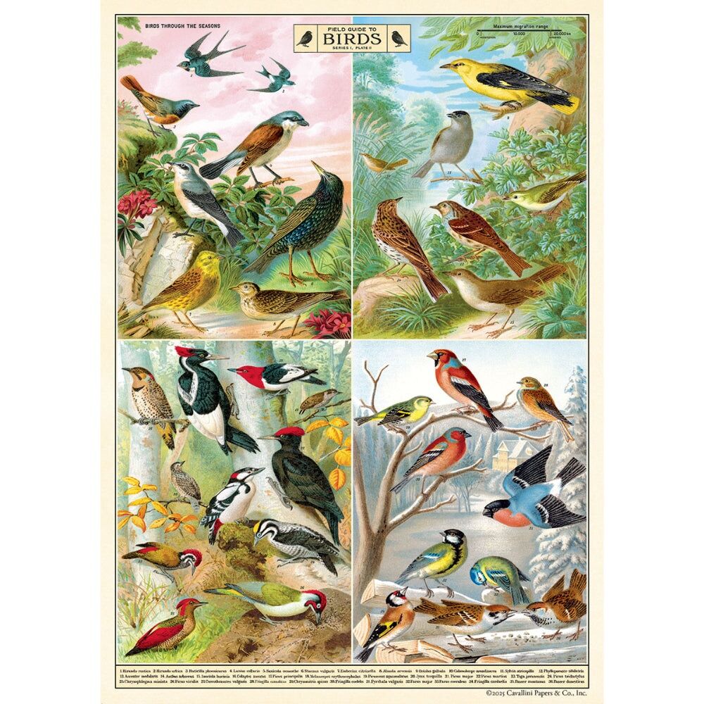 Cavallini Poster Gift Wrap Paper Vintage Art Field Guide to Birds 50x70cm