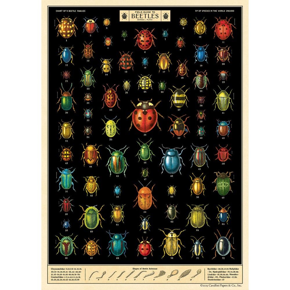 Cavallini Poster Gift Wrap Paper Vintage Art Field Guide to Beetles 50x70cm