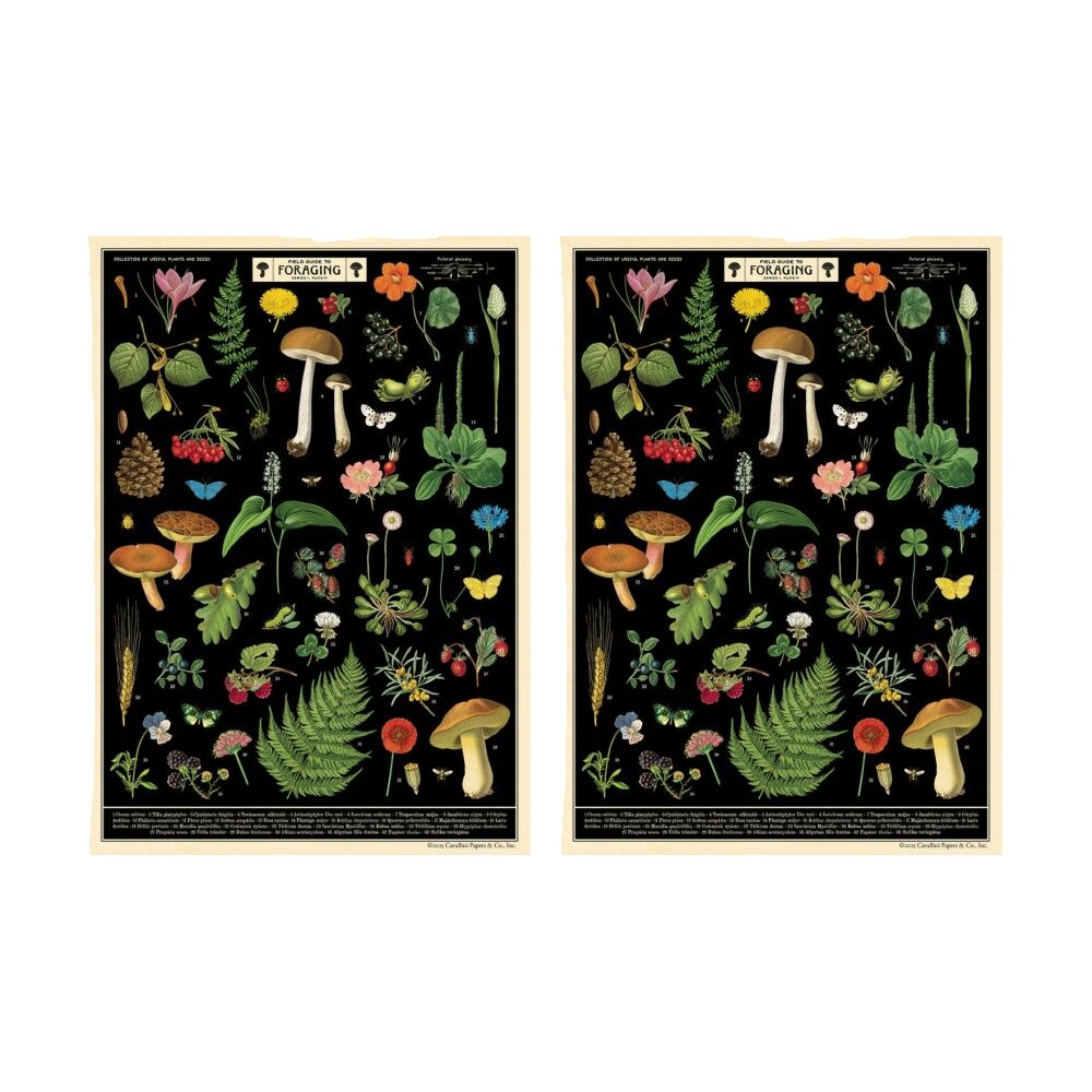 2PK Cavallini Poster Gift Wrap Paper Vintage Art Field Guide to Foraging