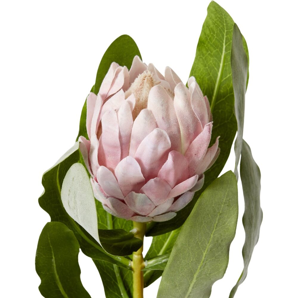2PK E Style Protea Stem Durable Artificial Flower Decor Pink 18x18x71cm