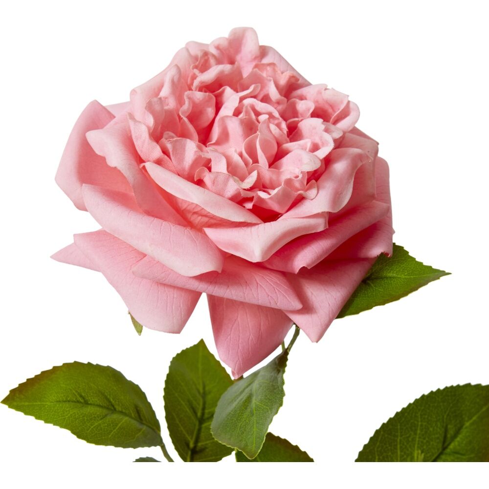 6PK E Style Rose Austin Stem Elegant Artificial Flower Dark Pink 22x14x66cm