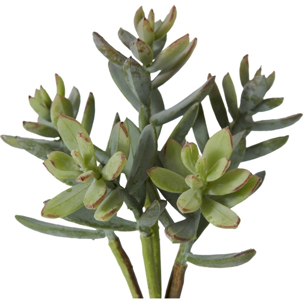 12PK E Style Sedum Nevii Pick Artificial Succulent Stem Plastic Sage 10x10x17cm