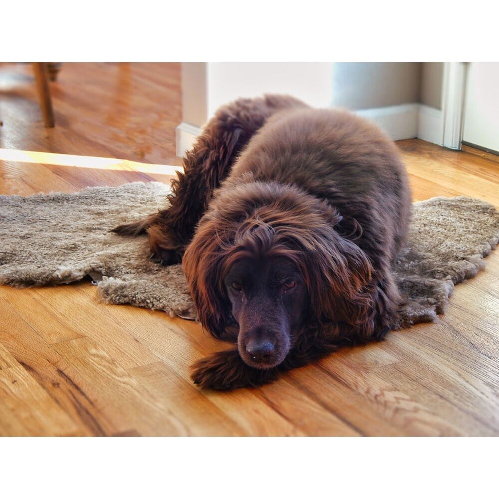 Huxford Grove Shorn Curly Sheepskin Rug For Pets Assorted 60cm