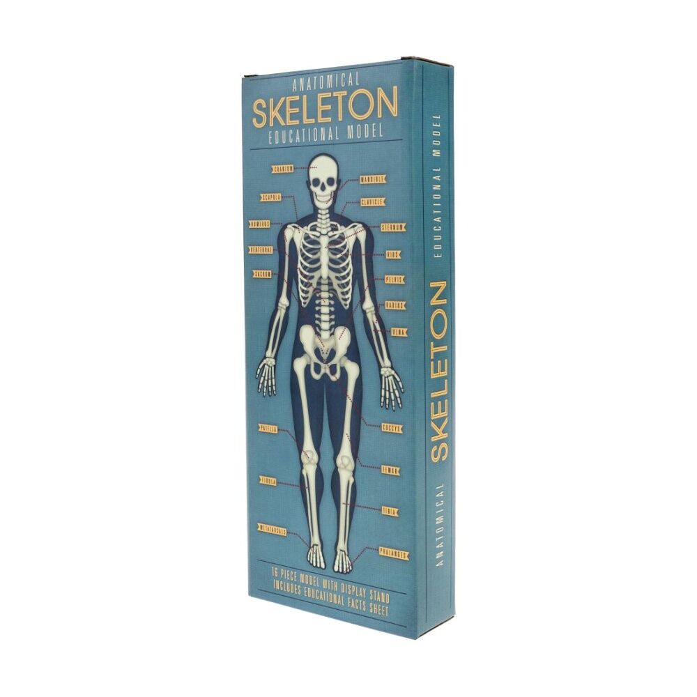 16pc Rex London Anatomy Skeleton Model Educational Activity Toy Kids 3y+