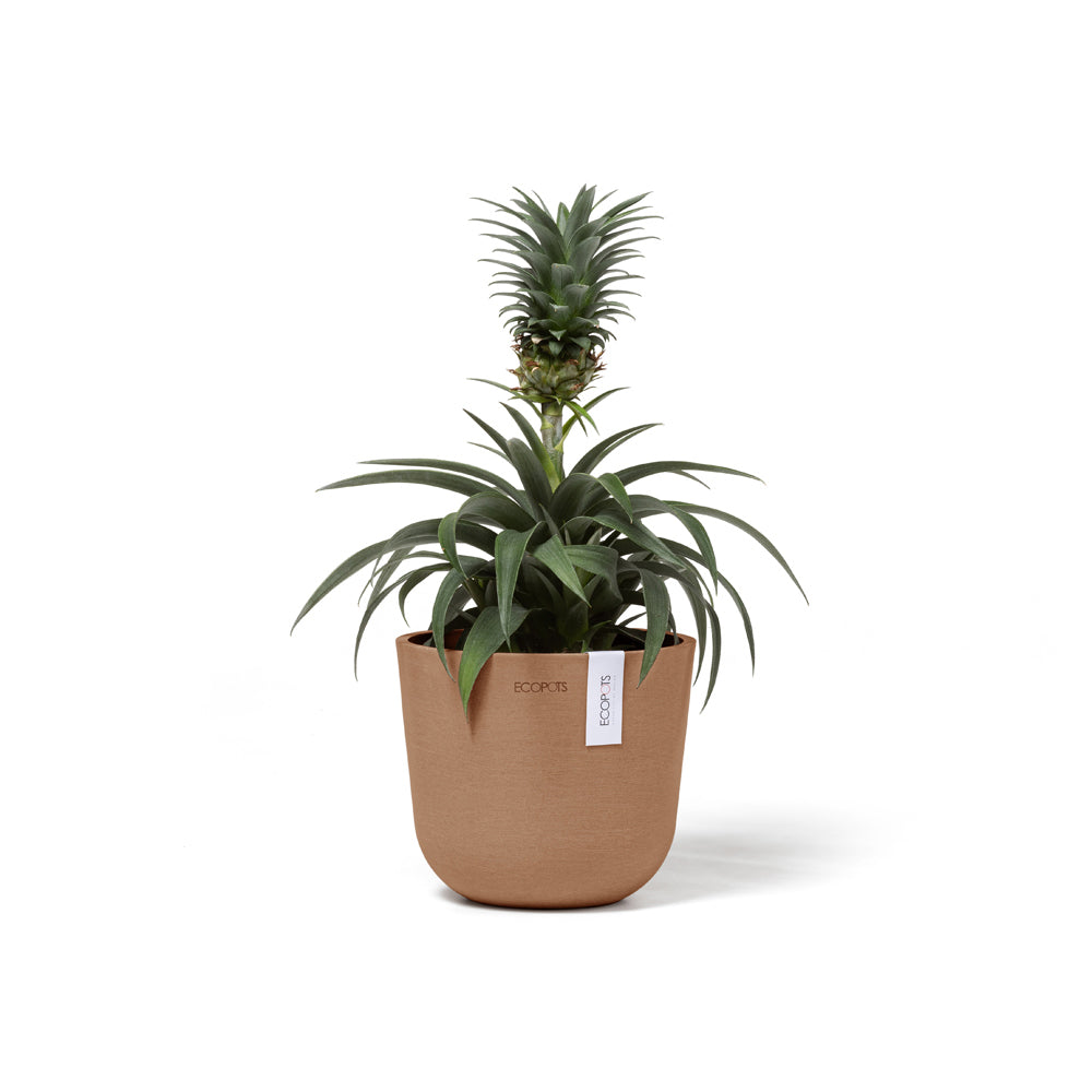 2PK Ecopots Oslo Mini 16cm Home Decor Garden Plant Pot Terra