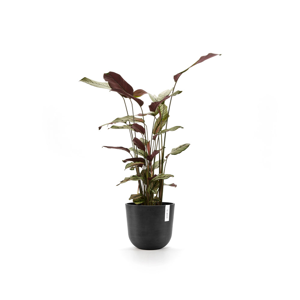 Ecopots Oslo 25cm Home Decor Garden Plant Pot Dark Grey