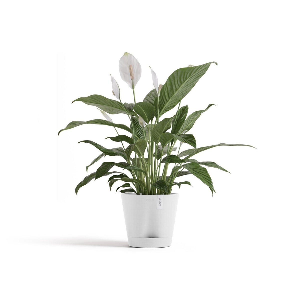 Ecopots Venice 20Cm Home Garden Plant Pot Pure White