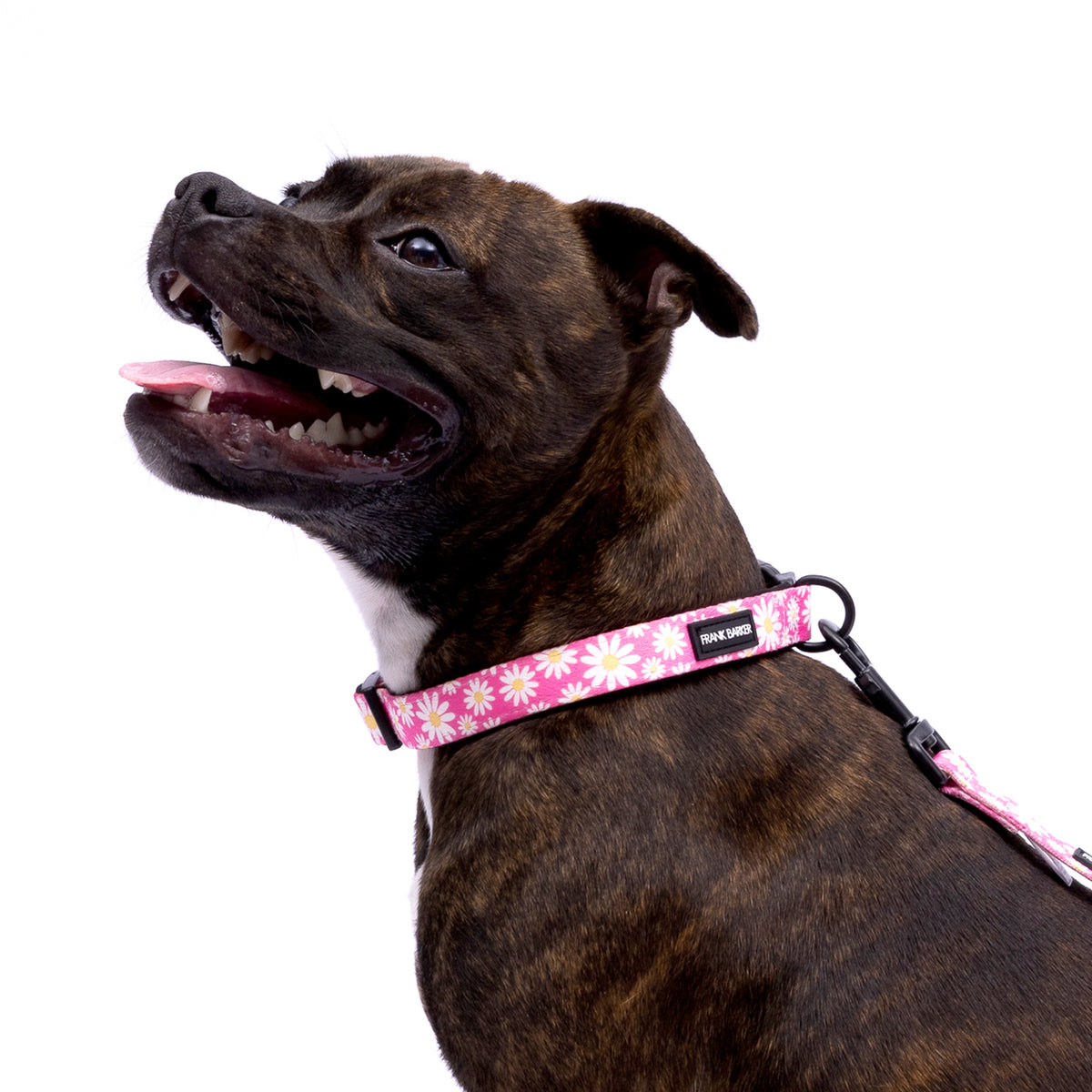 2PK Splosh Frank Barker S Pink Daisies Dog Collar Adjustable 25-40cm