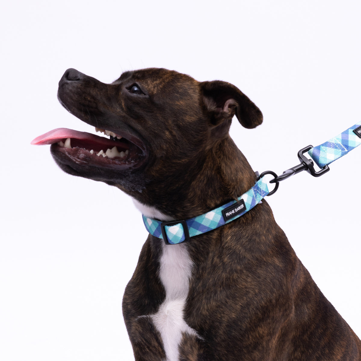2PK Splosh Frank Barker S Teal Gingham Dog Collar Adjustable 25-40cm