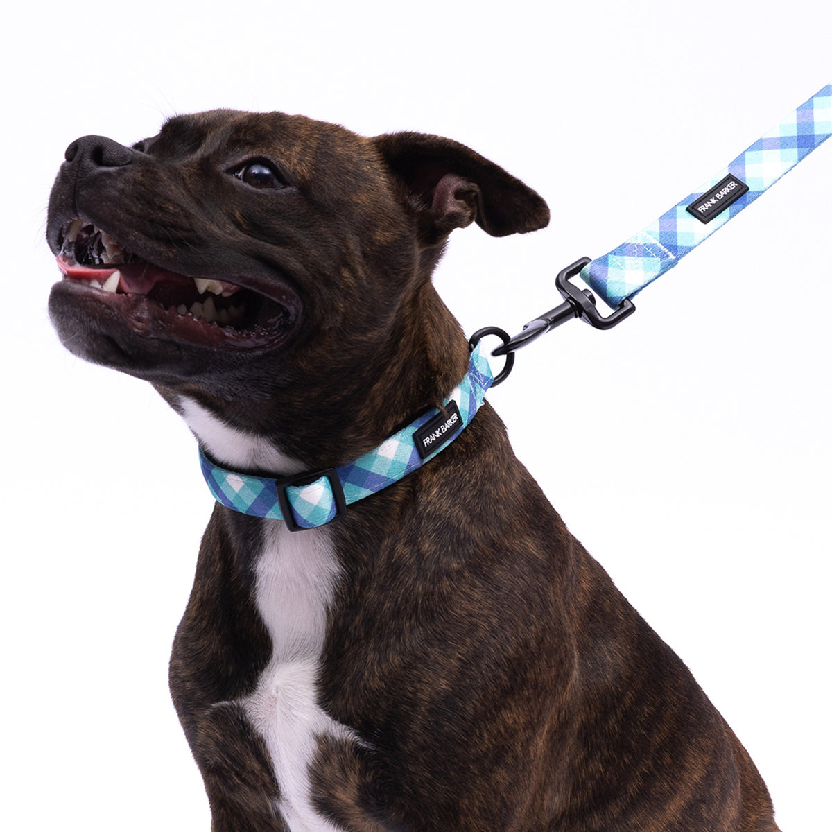 2PK Splosh Frank Barker L Teal Gingham Dog Collar Adjustable 40-65cm