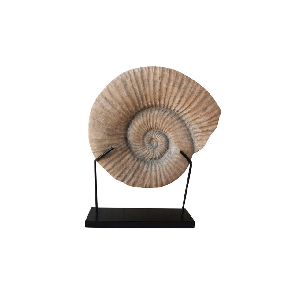 Darlin Conch Fossil Home Livingroom Table Decor 63x42cm Matte Beige