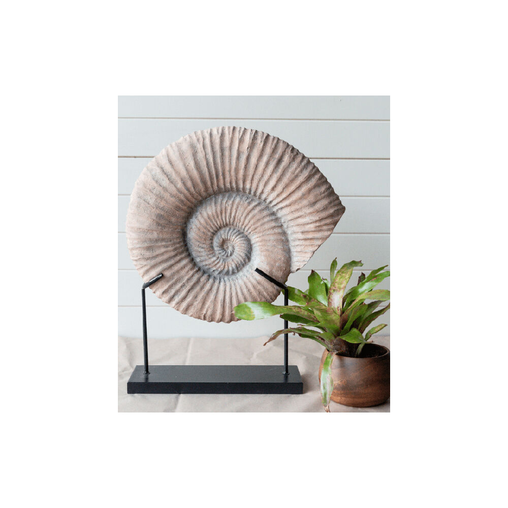 Darlin Conch Fossil Home Livingroom Table Decor 63x42cm Matte Beige