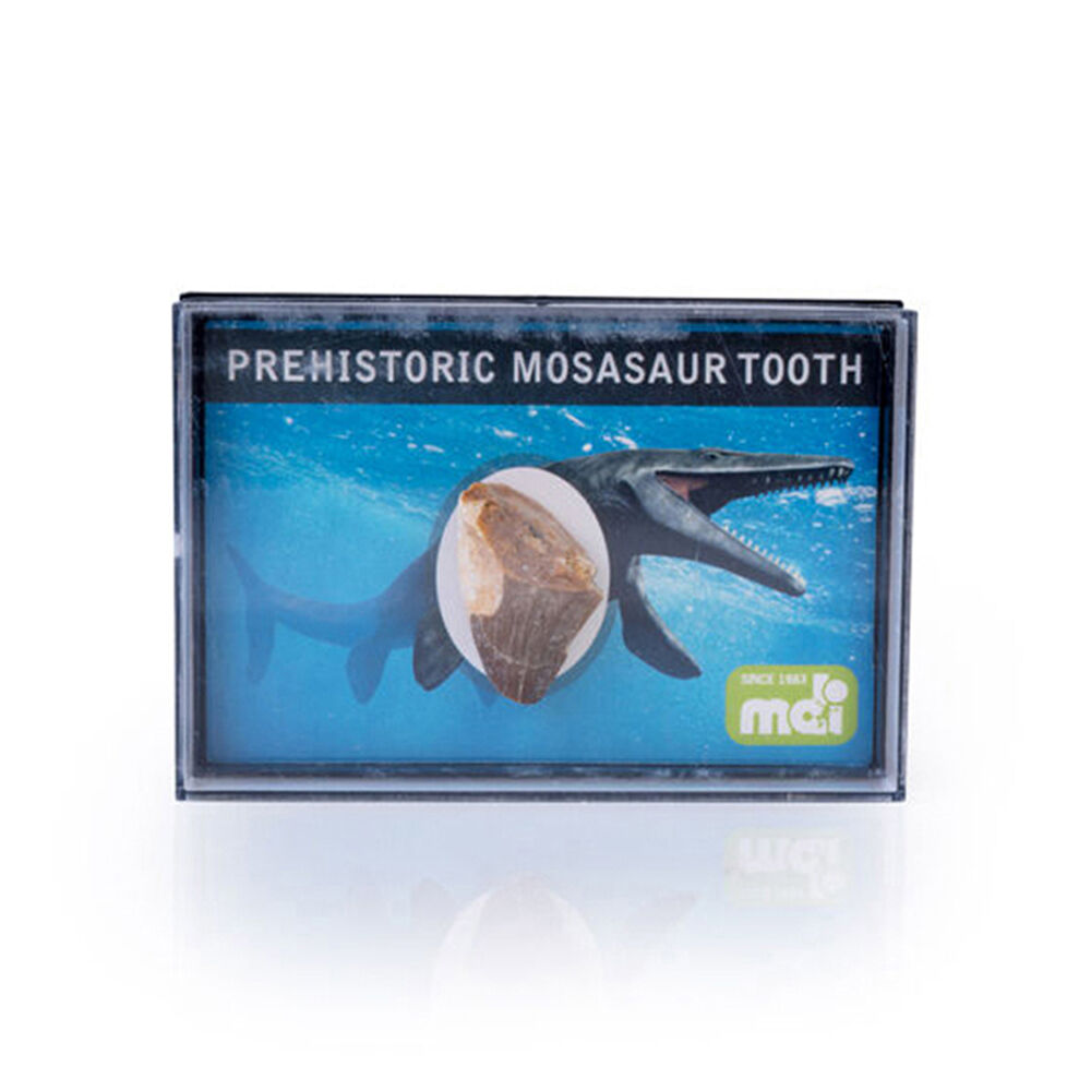12PK MDI Dino Island Prehistoric Mosasaur Reptile Tooth Collectable 1x1x1.5cm