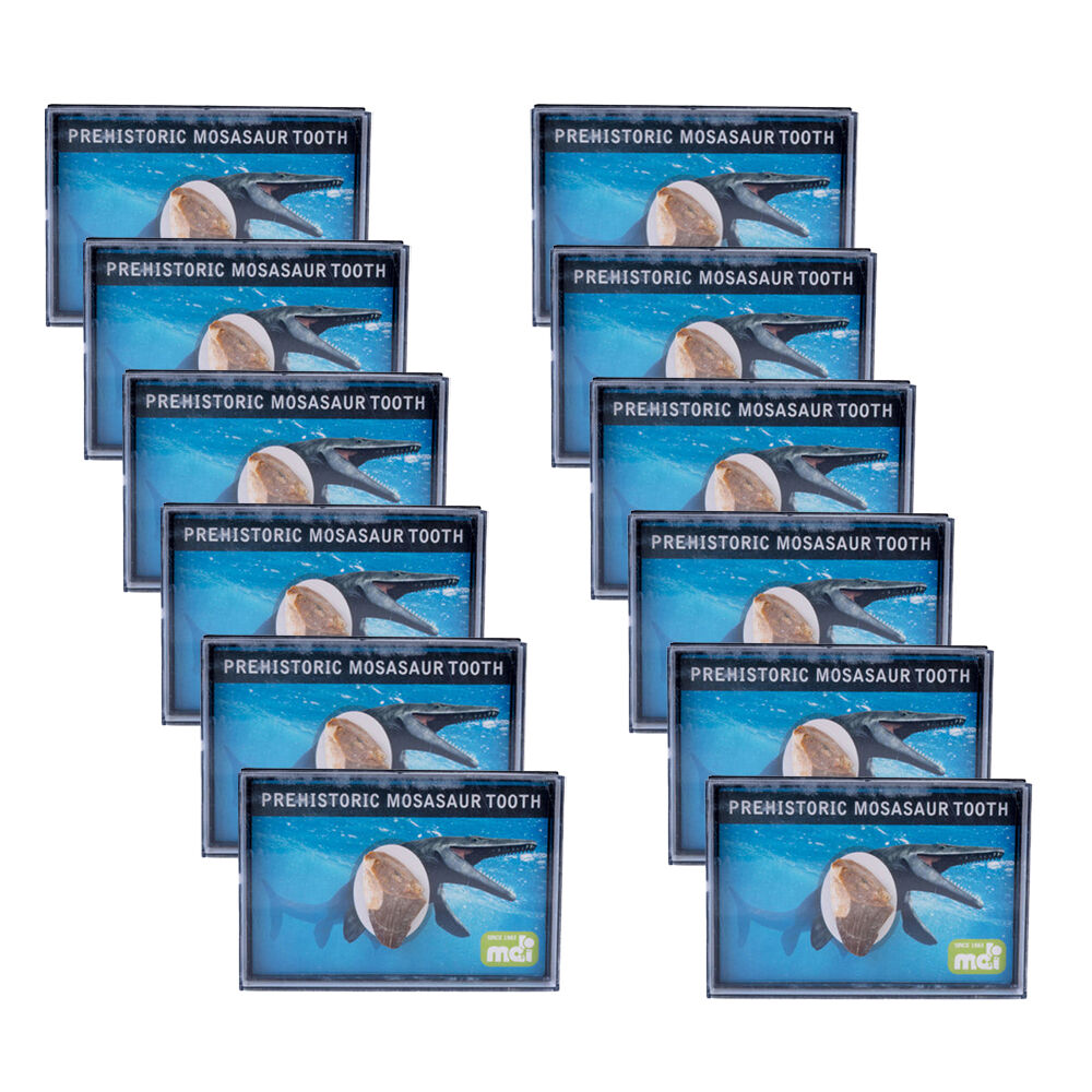 12PK MDI Dino Island Prehistoric Mosasaur Reptile Tooth Collectable 1x1x1.5cm