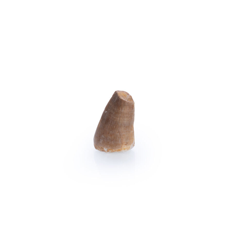 12PK MDI Dino Island Prehistoric Mosasaur Reptile Tooth Collectable 1x1x1.5cm