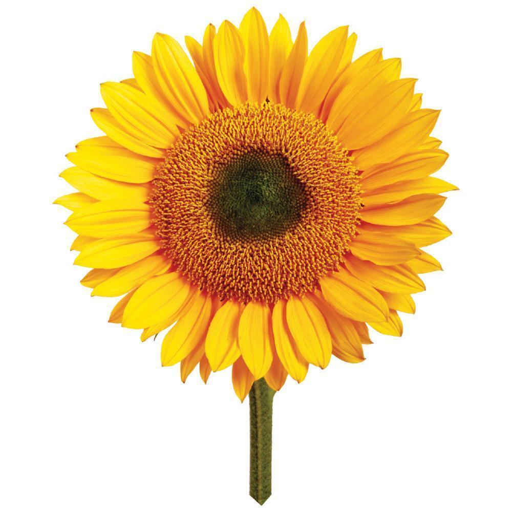 2PK Mrs Green Grow Your Own Giant Sunflower Growing Kit