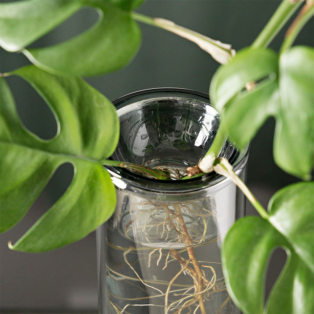 Studio Milligram 24cm Organic Interior Propagation Vase Clear