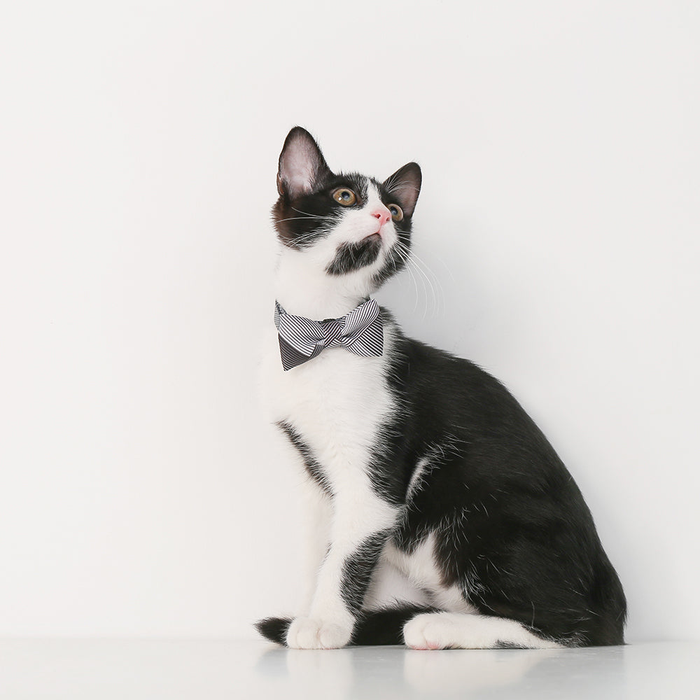 2x Pidan Adjustable 7-12cm Bow Tie Pet Cat Collar - A1