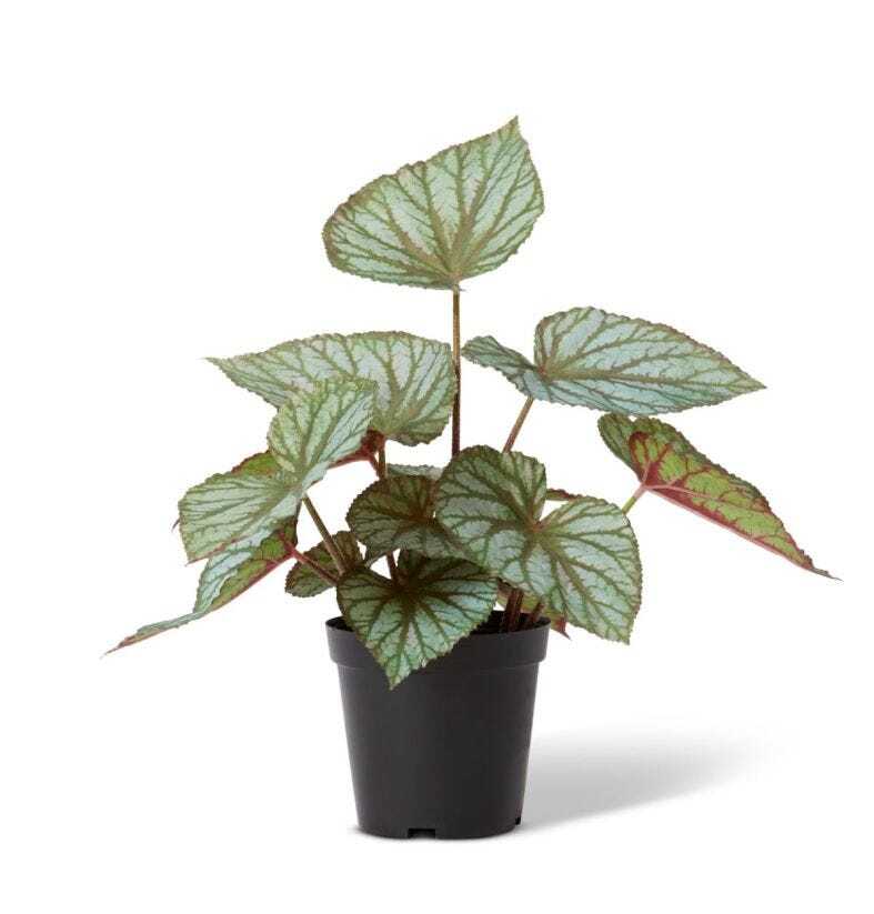 E Style 47cm Begonia Rex Potted Artificial Plant Decor - Green