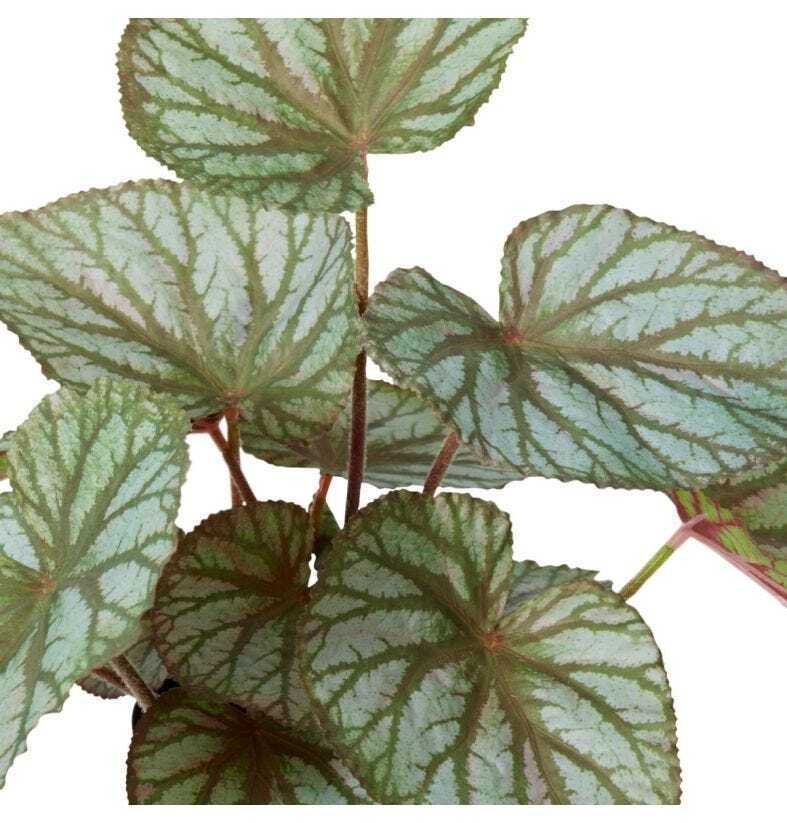 E Style 47cm Begonia Rex Potted Artificial Plant Decor - Green