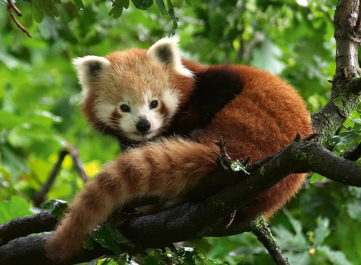 500pc Ravensburger Cute Red Panda Family Jigsaw Puzzle 49x36cm